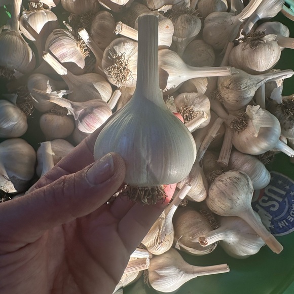 Garlic from The Farm: San Juan Island - Picture 5 of 14